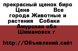 прекрасный щенок биро › Цена ­ 20 000 - Все города Животные и растения » Собаки   . Амурская обл.,Шимановск г.